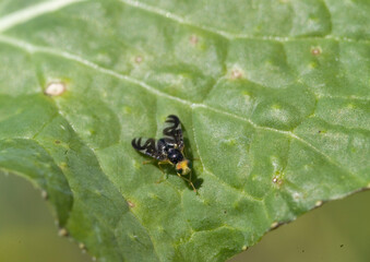 Euleia heraclei, known as the celery fly or the hogweed picture-wing fly is a species of tephritid...