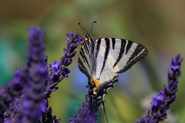 french butterfly