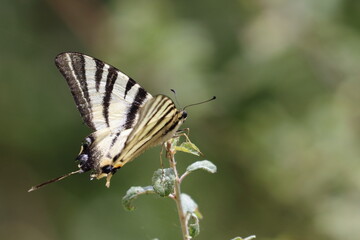 french butterfly