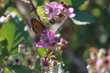 french butterfly