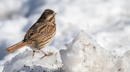Song sparrow perches on a pile of snow.