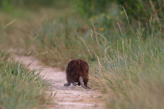 nutria