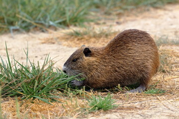 nutria