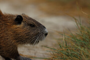 nutria