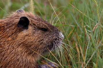 nutria