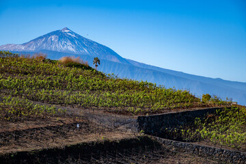 Hilly terraced vineyards in wine making region Tacoronte-Acentejo on Tenerife with view on Volcano...