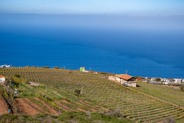 Hilly terraced vineyards in wine making region Tacoronte-Acentejo on Tenerife on slopes of Volcano...