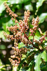 Seasonal blossom of tropical mango tree growing in orchard on Gran Canaria island, Spain, cultivation of mango fruits on plantation.
