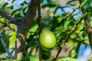 Green fruits hanging on Crescentia cujete or calabash tree in tropical Caribbean garden
