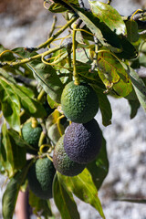 New harvest on avocado trees plantations on La Palma island, Canary islands, Spain, green ripe avocado fruits hanging on tree