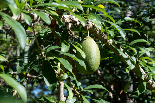 Green fruits hanging on Crescentia cujete or calabash tree in tropical Caribbean garden