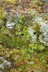 Rocks covered with mosses, ferns, lichens and sedums., Sardinia, Italy