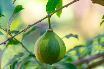 Green fruits hanging on Crescentia cujete or calabash tree in tropical Caribbean garden