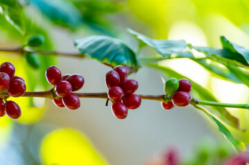Arabica coffee tree with green and red ripening coffee cherries berries on plantation, coffee beans production