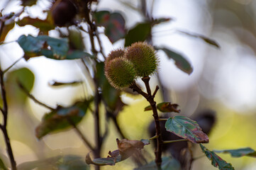 Bixa orellana or achiote plant, source of annato, natural orange-red condiment used for food coloring, body paint, spice