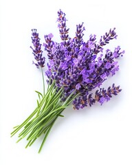 Fototapeta premium Bunch of Lavender Isolated on White Background Cutout