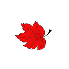 red maple leaf