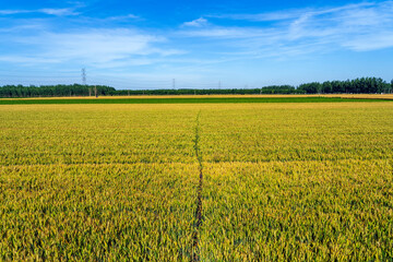 Fototapeta premium Wheat is growing in the field ,The wheat fields are under the blue sky and white clouds