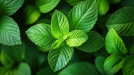 Fototapeta premium Dynamic Green Leaf Arc Symbolizing Growth and Vitality in Nature-Inspired Design