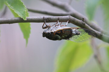 cicada