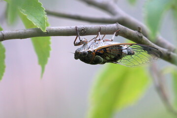 cicada