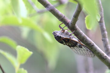 cicada
