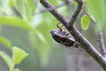 cicada
