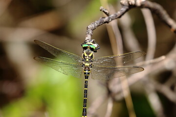 dragonfly