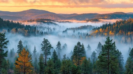 Obraz premium Autumn Sunrise Over Misty Mountain Forest