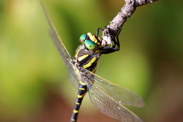 dragonfly