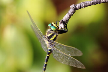 dragonfly