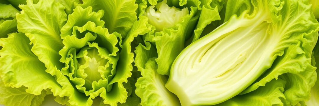 Fresh green butterhead lettuce with crisp leaves and delicate texture, green, vegetable, butterhead