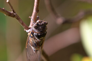 cicada