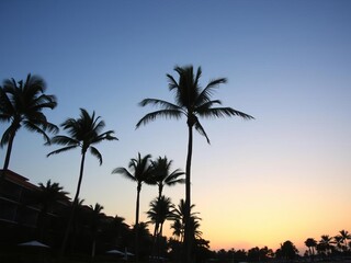 Tropical resort in Miami with palm trees silhouetted against a beautiful sunset sky, travel, palm trees, sky