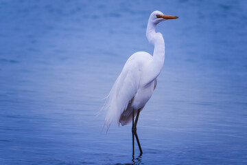 The lakeside boardwalk on Pirrita Island ，it's250-metre boardwalk crosses Pirrita Island's mangroves and looks out over the turquoise waters of Swansea Channel.
