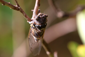 cicada