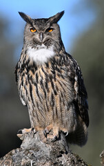 A powerful eagle owl in the wild