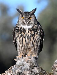 A powerful eagle owl in the wild
