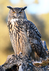 A powerful eagle owl in the wild