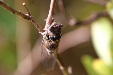 cicada