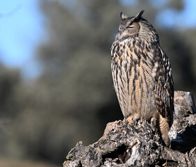 A powerful eagle owl in the wild