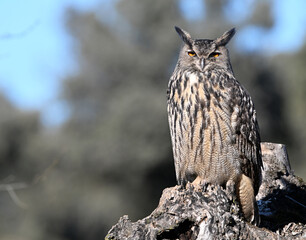 un majestuoso buho real en libertad