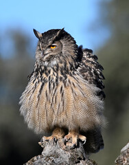 A powerful eagle owl in the wild