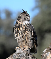 un majestuoso buho real en libertad