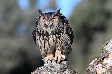 un bonito buho real en españa