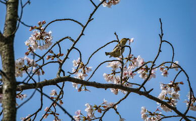 桜花をくわえるスズメくん