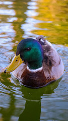 duck in water nature animals