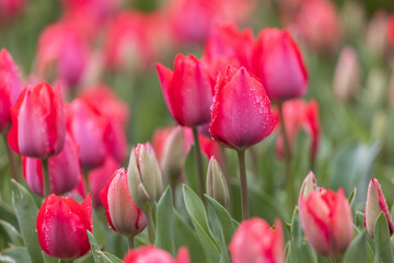 tulip