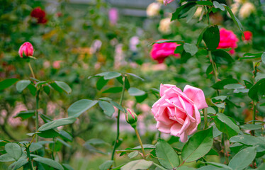 前橋バラ園　薔薇の花52