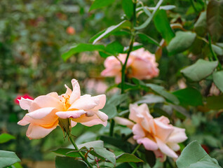 前橋バラ園　薔薇の花47